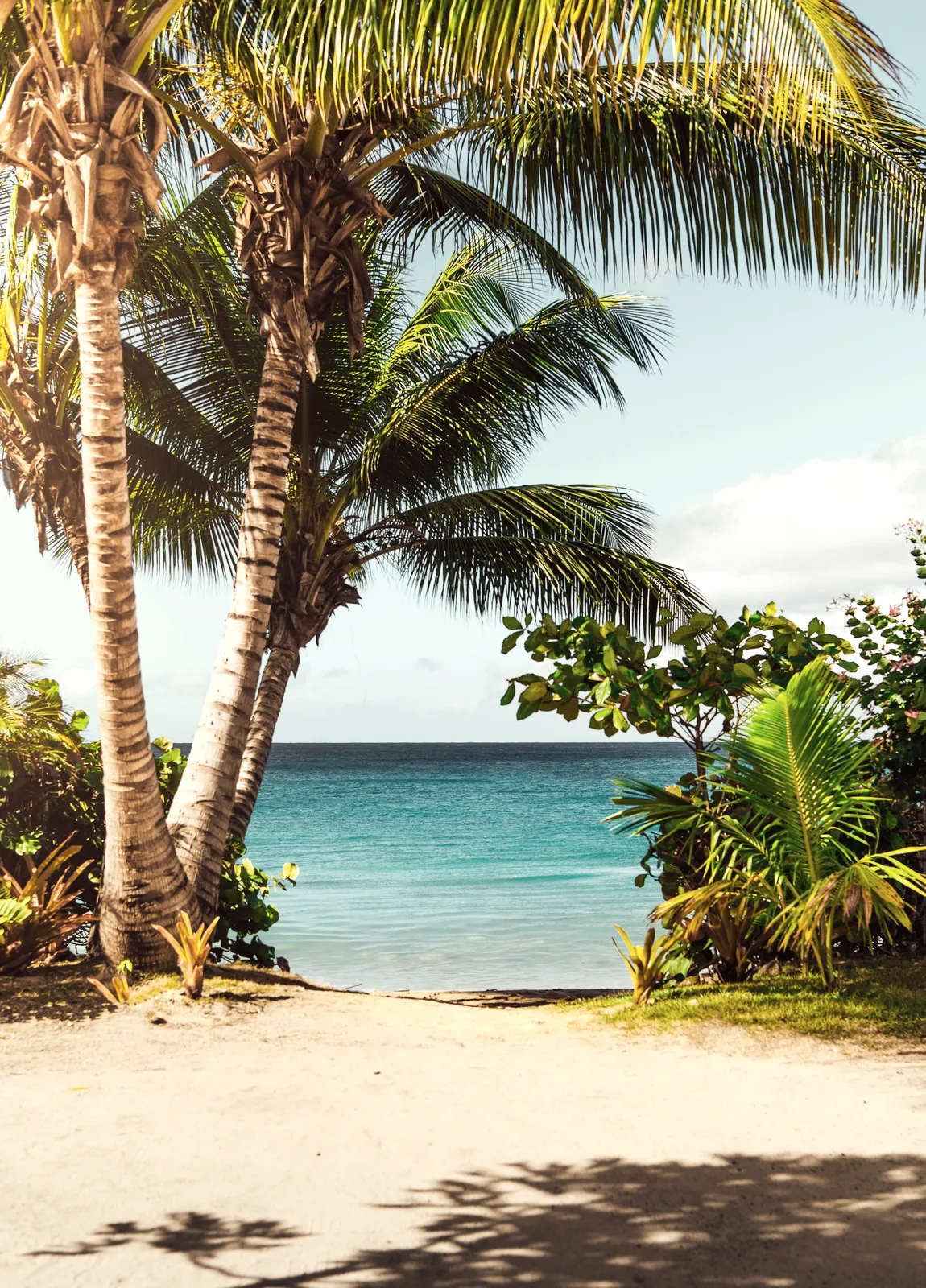 Palms leaning over clear coastal water