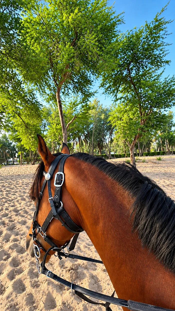 جولة على ظهر الخيل على رمال المنتجع